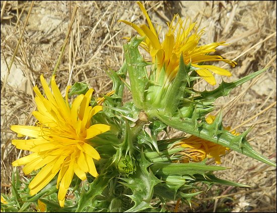 Scolymus hispanicus 6