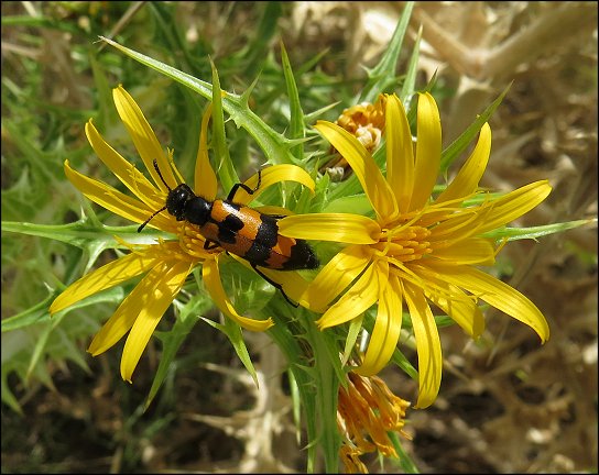 Scolymus hispanicus 7