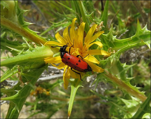 Scolymus hispanicus 8