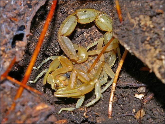 Scorpion lang.