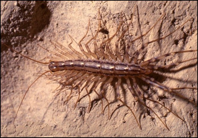 Scutigère 1