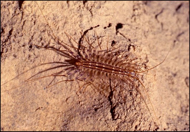 Scutigère 4