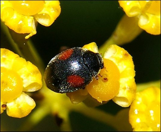 Scymnus frontalis