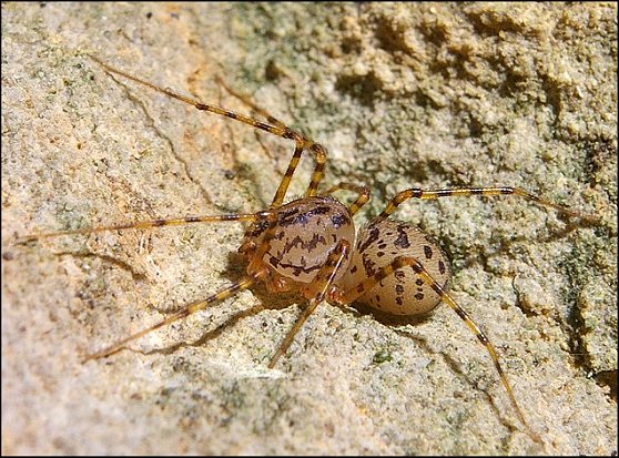 Scytodes 1