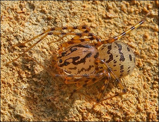 Scytodes 3