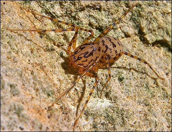 Scytodes thoracica 2