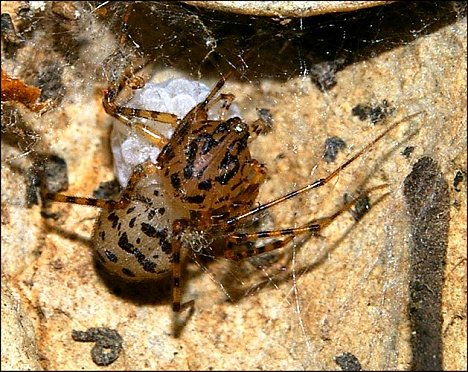 Scytodes thoracica 4