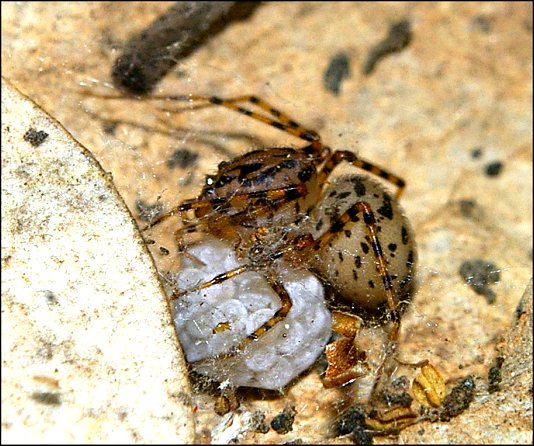Scytodes thoracica 5