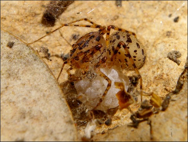 Scytodes thoracica 6