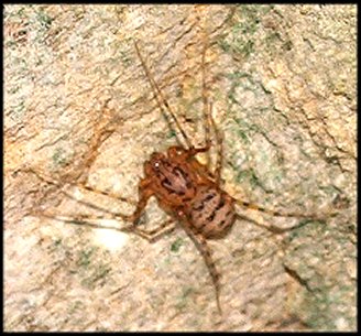 Scytodes