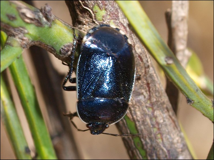 Sehirus dubius 1