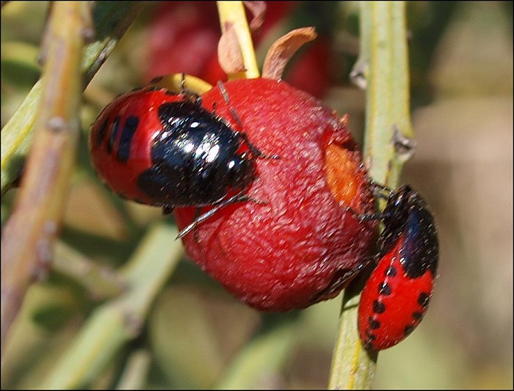 Sehirus dubius 10