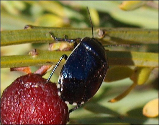Sehirus dubius 2