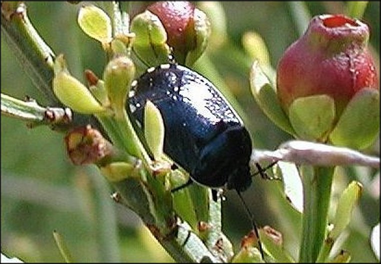Sehirus dubius 3