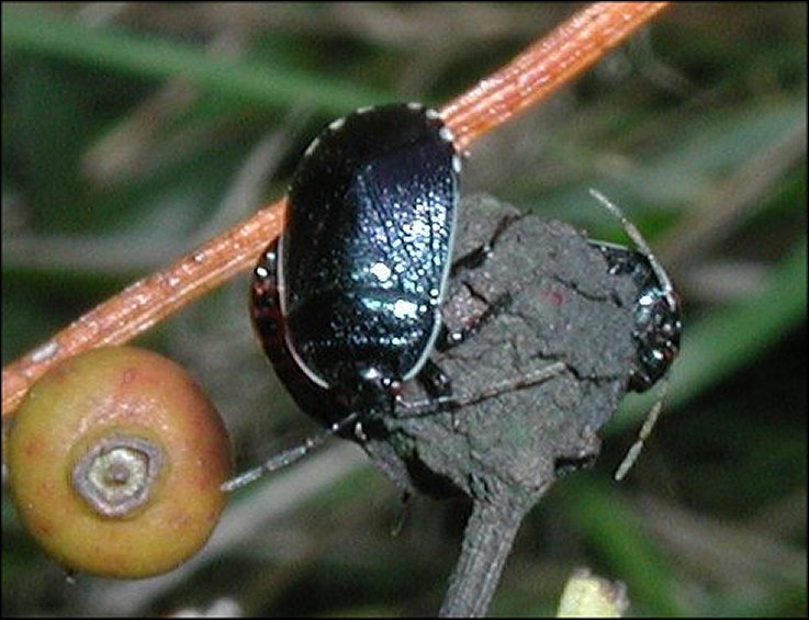 Sehirus dubius 4