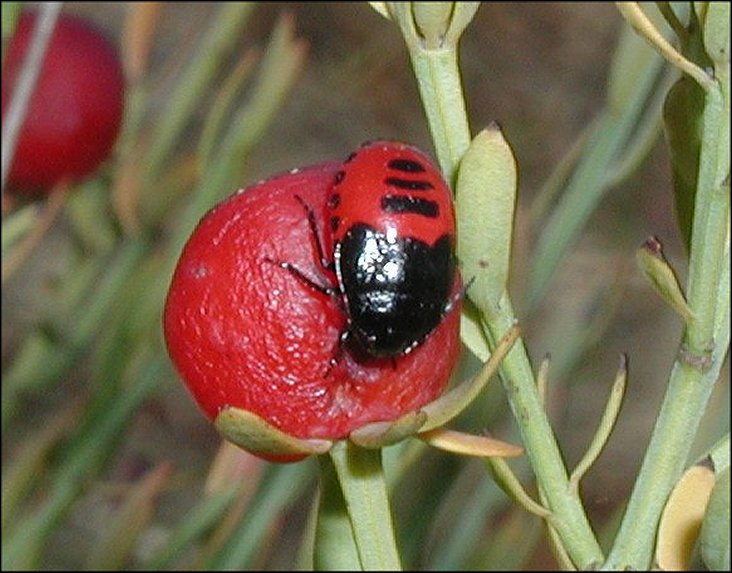 Sehirus dubius 6