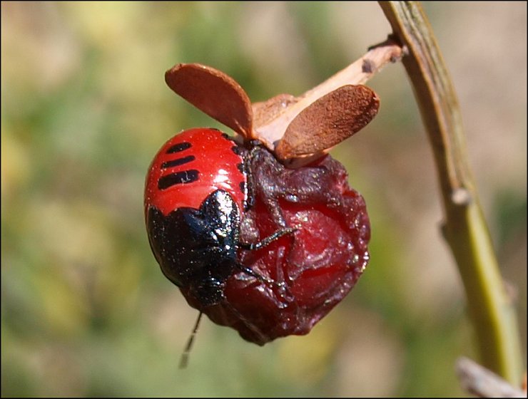 Sehirus dubius 7