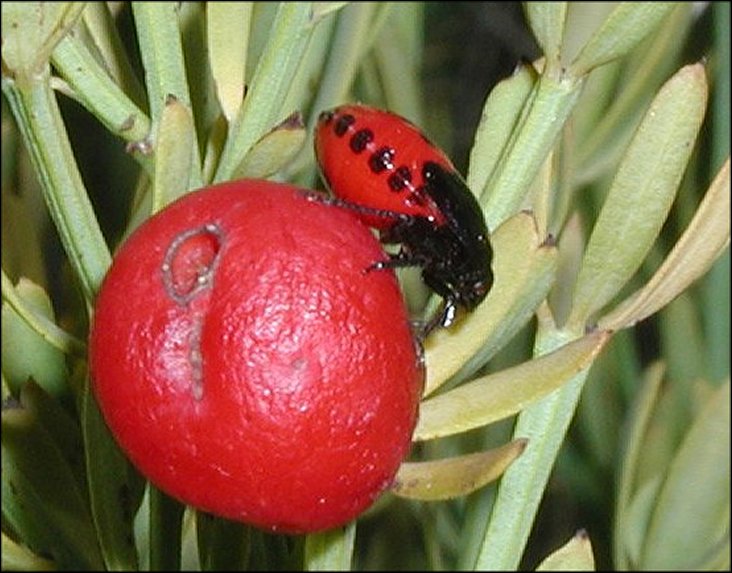 Sehirus dubius 8
