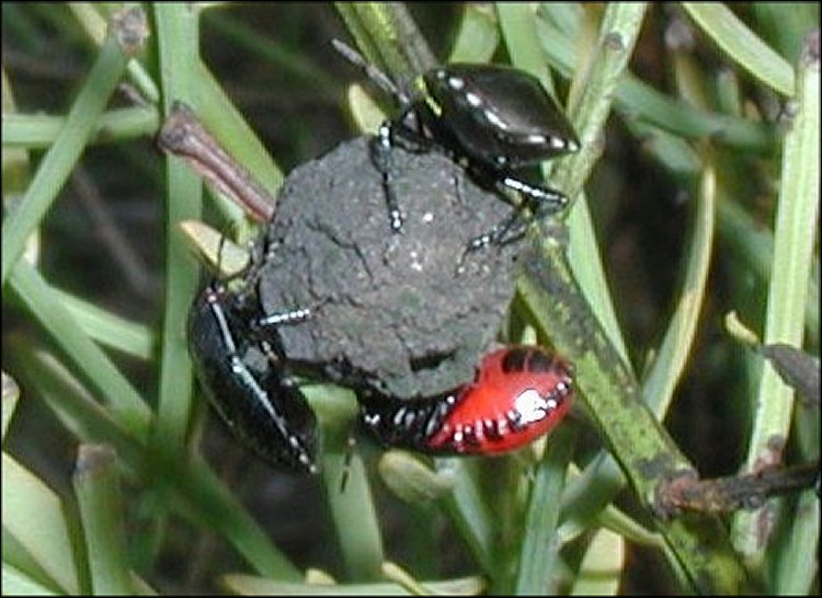 Sehirus dubius 9