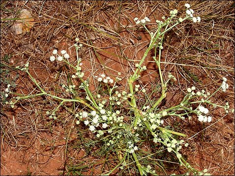 Seseli tortuosum 1