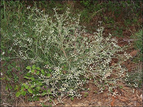 Seseli tortuosum 2