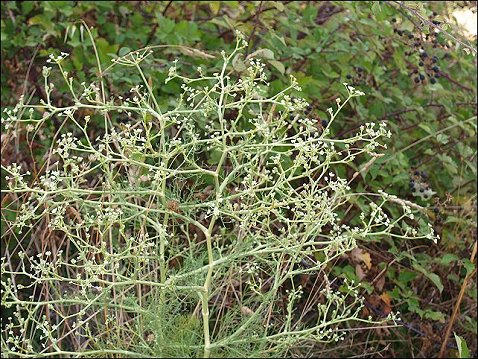 Seseli tortuosum 3