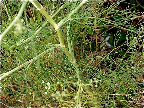 Seseli tortuosum 5