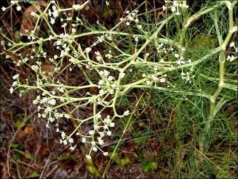 SEseli tortuosum 6