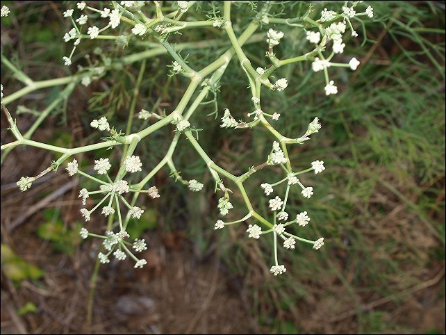 Seseli tortuosum 7