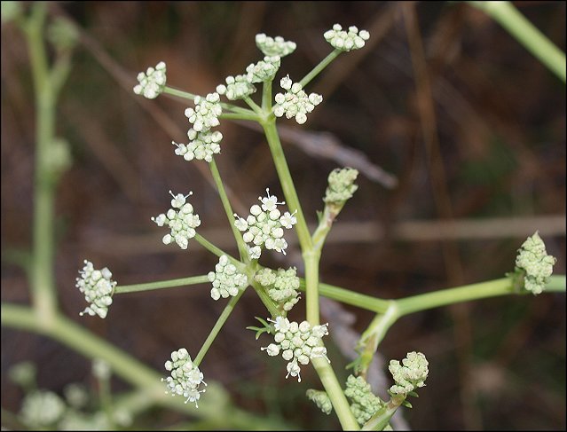 Seseli tortuosum 8