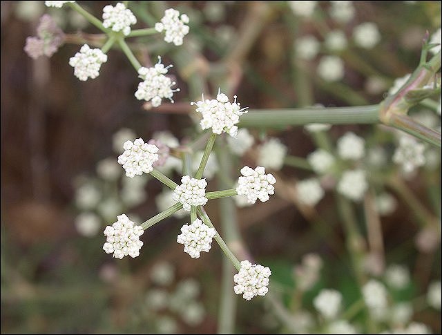 Seseli tortuosum 9