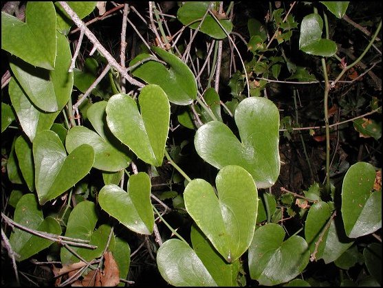Smilax 1