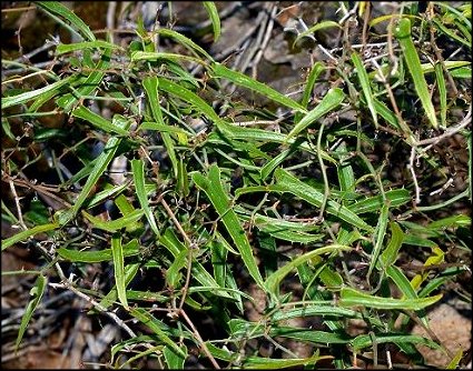 Smilax 2