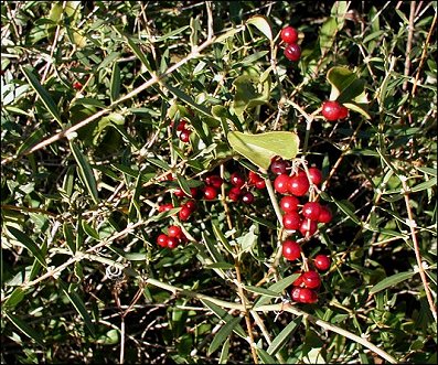 Smilax sur Filaire