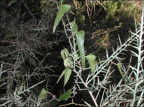 Smilax sur Genet scorpion