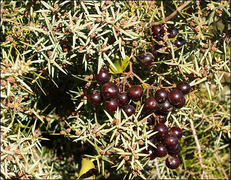 Smilax sur Genvrier 1