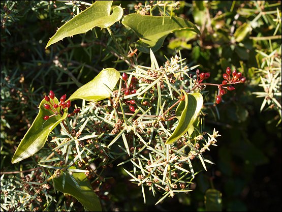 Smilax sur Genvrier 2