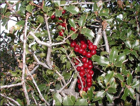 Smilax sur Kerms 1