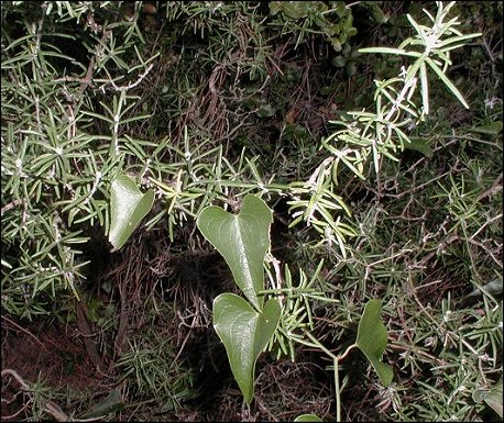 Smilax sur Romarin