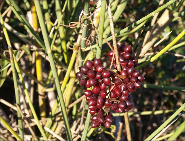 Smilax sur Spartier 1