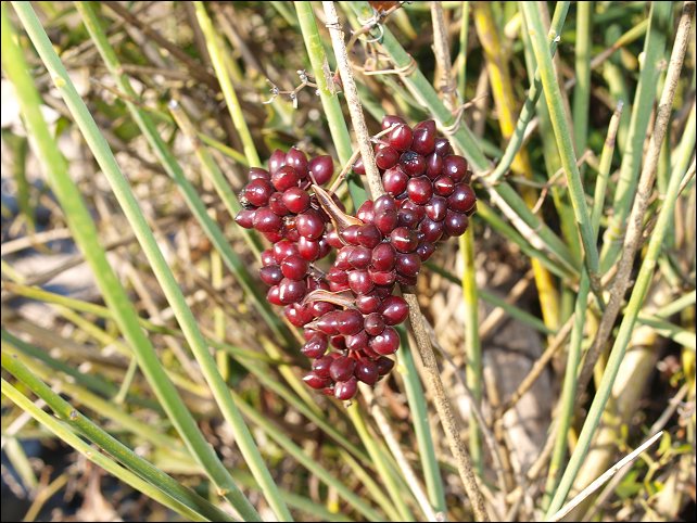 Smilax sur Spartier 2
