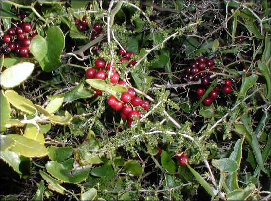 Smilax, Asparagus 1