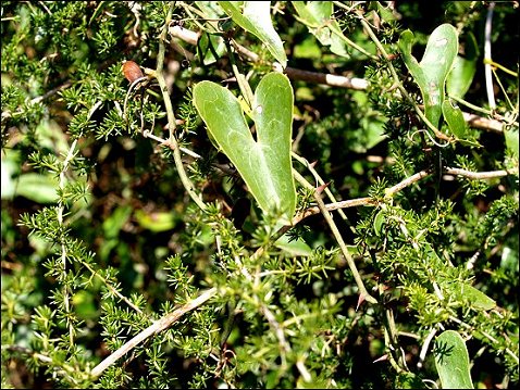 Smilax, Asparagus 2