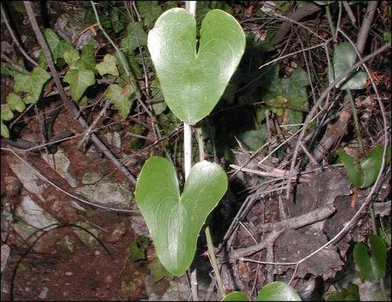Smilax, feuilles 5