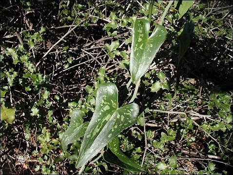 Smilax, feuilles 7