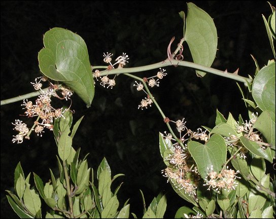 Smilax, fleurs 1