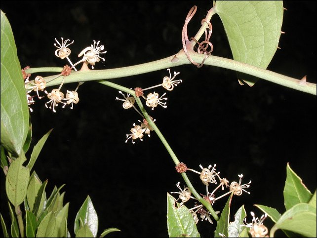 Smilax, fleurs 2