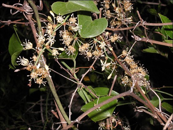 Smilax, fleurs 3