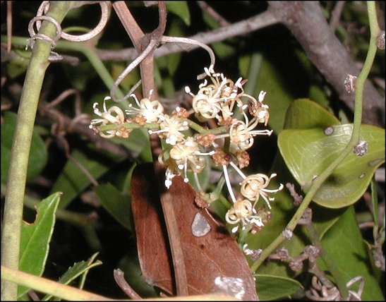 Smilax, fleurs 4