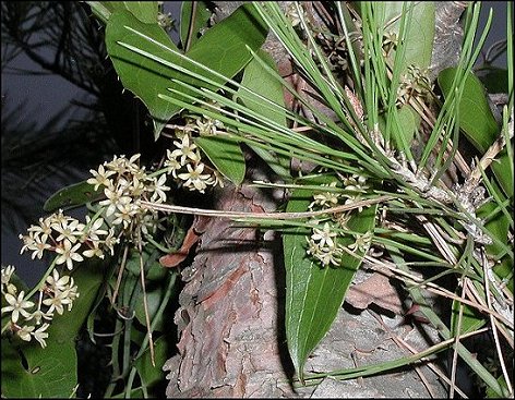 Smilax, fleurs 5